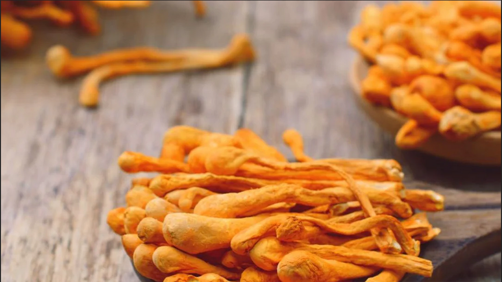 Unleashing the Power of Cordyceps Mushroom for Health and Wellness